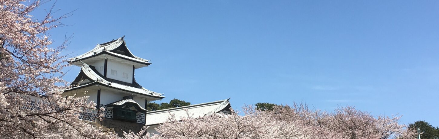 石川門と桜