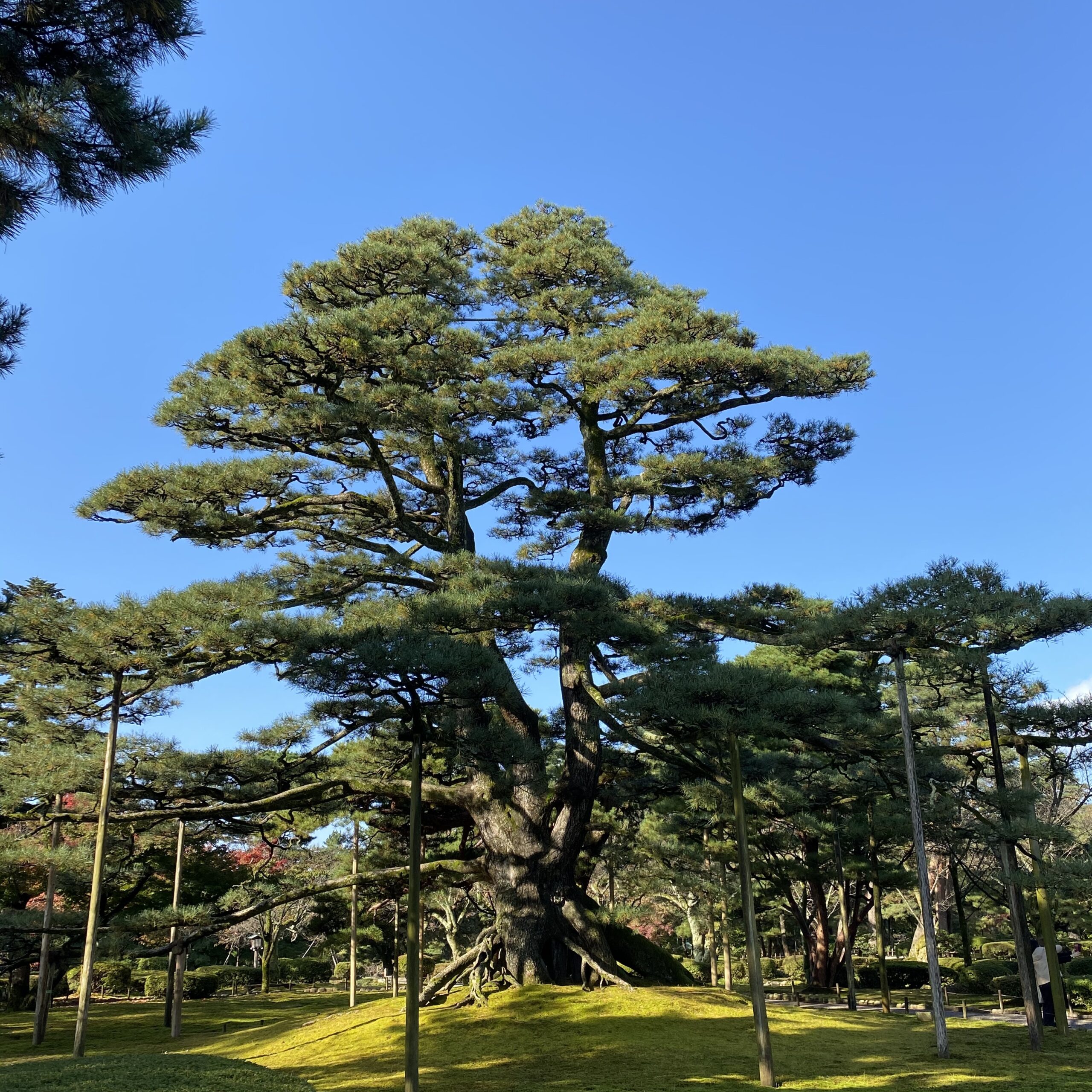 兼六園（根上松）